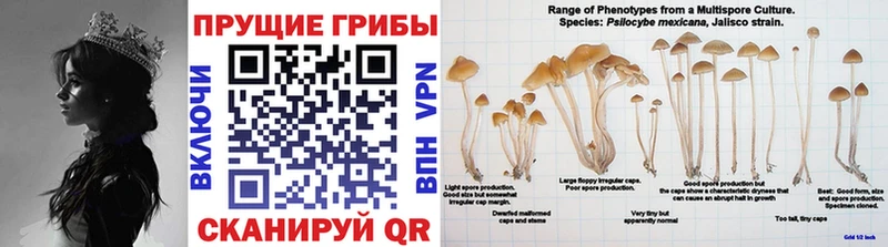 Галлюциногенные грибы ЛСД  KRAKEN вход  Шацк  купить  